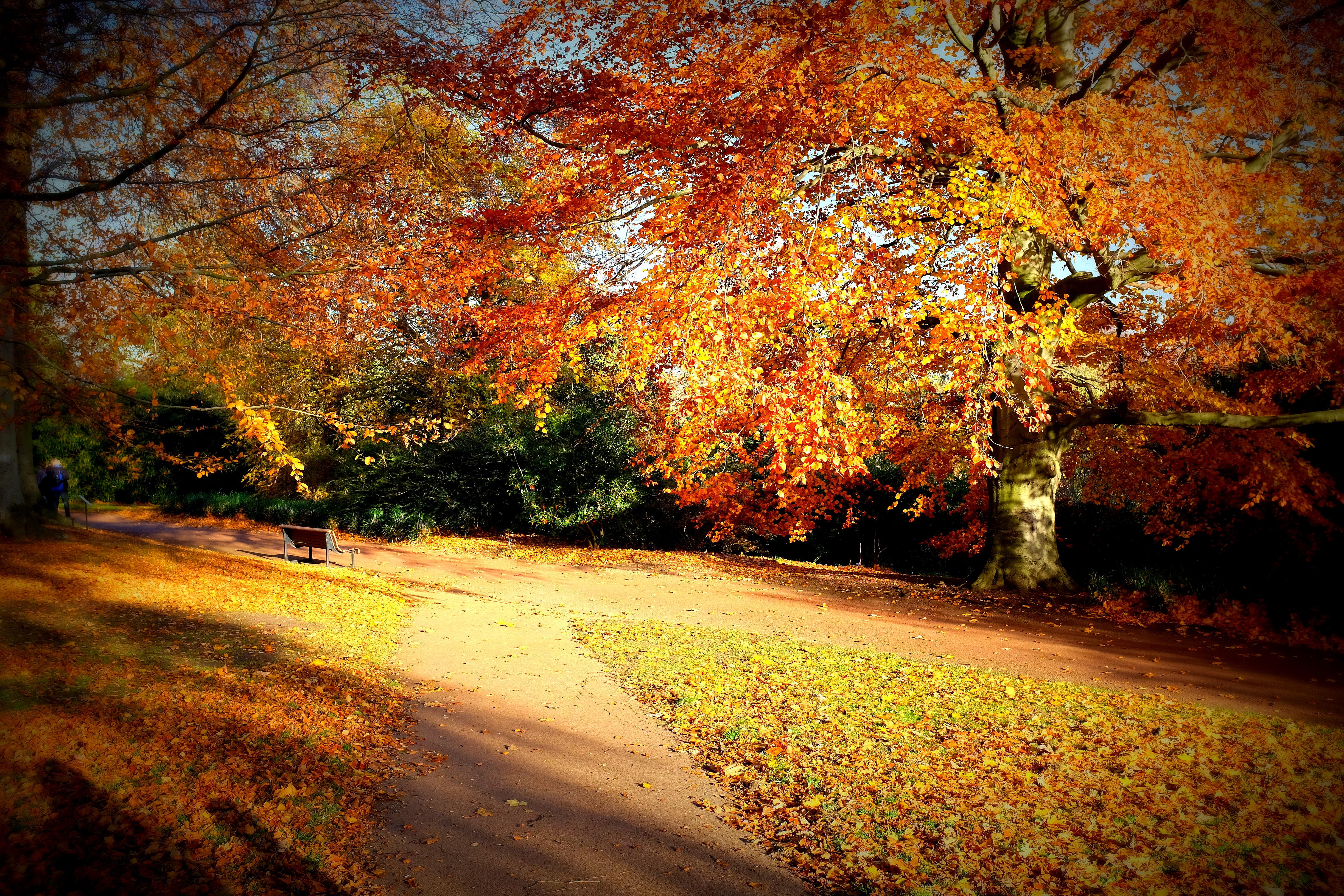 Fall scenes. Осень фото красивые. Начальная осень. Времена года осень jpg. Картинка ОЕЮ.